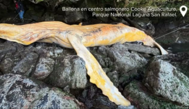 Greenpeace denuncia obstruccionismo de las empresas salmoneras en la investigación por la muerte de dos ballenas en Chile