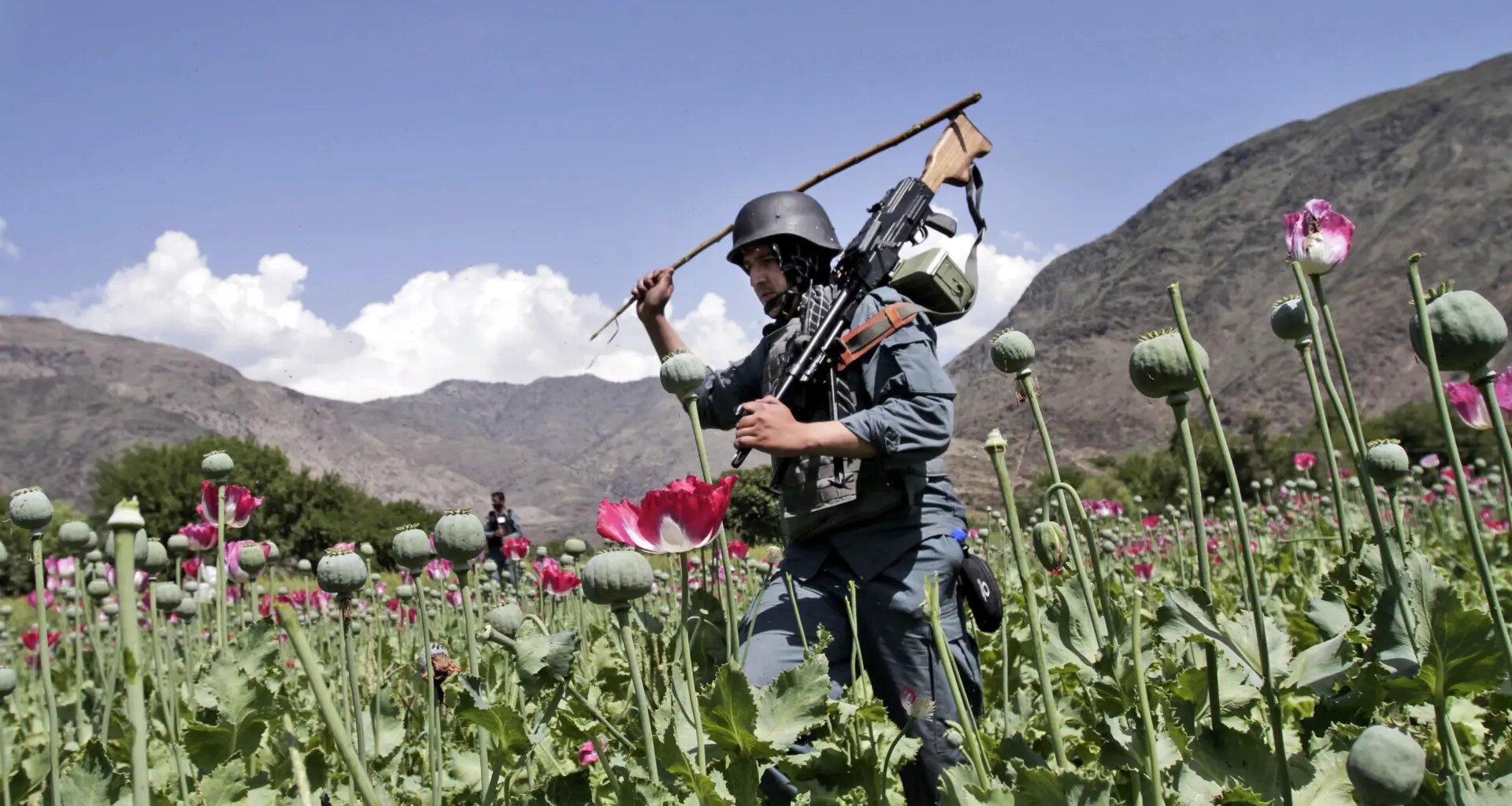 Revelan el plan secreto de la CIA para sabotear el cultivo de opio en Afganistán