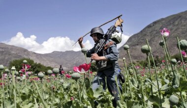 Revelan el plan secreto de la CIA para sabotear el cultivo de opio en Afganistán