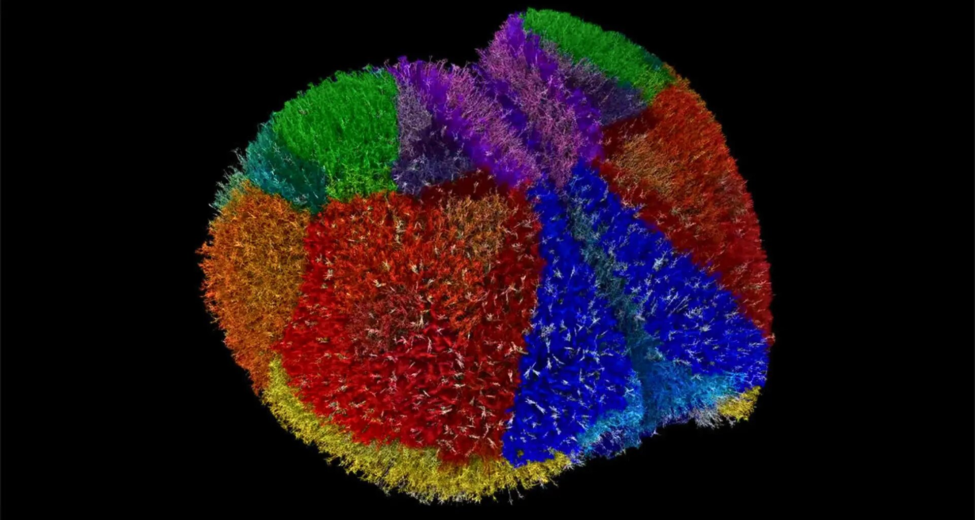 10 millones de neuronas y 26.000 millones de sinapsis