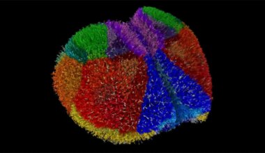10 millones de neuronas y 26.000 millones de sinapsis