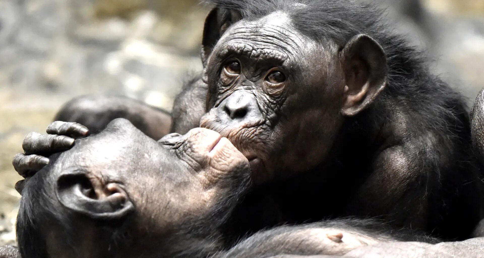 Un nuevo análisis revela que los ancestros de los simios y los neandertales probablemente se besaban