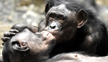 Un nuevo análisis revela que los ancestros de los simios y los neandertales probablemente se besaban