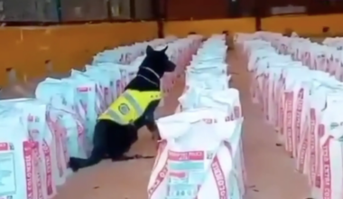 Incautan catorce toneladas de cocaína en el principal puerto de Colombia en el Pacífico: "Sin un solo muerto"