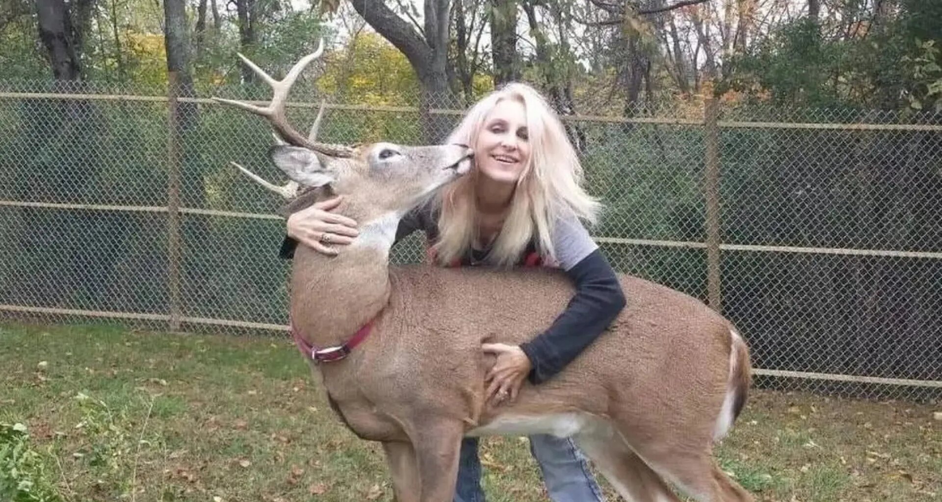 Muere una mujer tras ser atacada por un ciervo al que rescató y al que intentaba domesticar