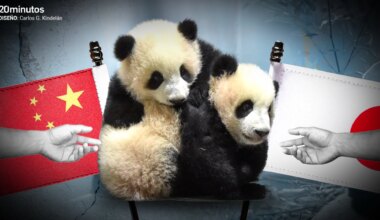 Japón ya no tendrá a los osos panda Xiao Xiao y Lei Lei