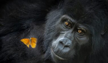 Las fotografías ganadoras del ‘Nature Photographer of the Year’ - Diario AS