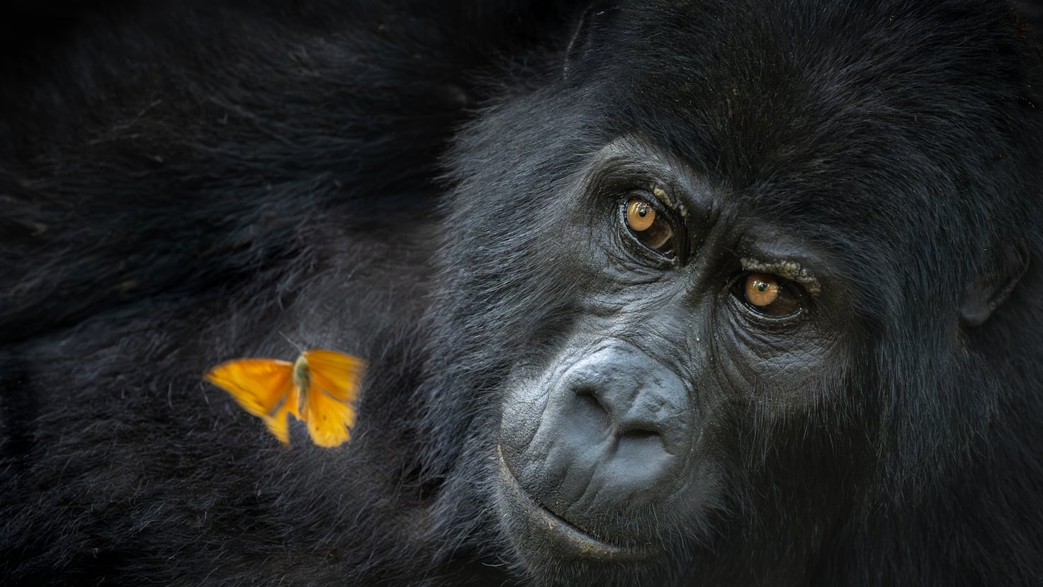 Las fotografías ganadoras del ‘Nature Photographer of the Year’ - Diario AS