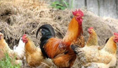 España prohíbe criar aves al aire libre a partir del lunes ante el aumento de la gripe aviar