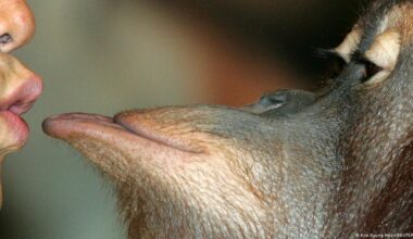 El primer beso ocurrió entre simios hace 21 millones de años – DW – 20/11/2025