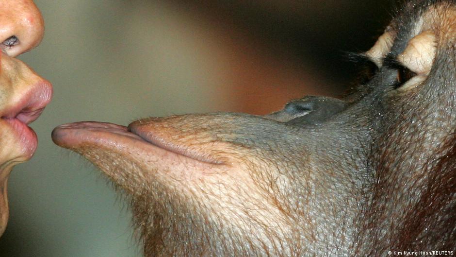 El primer beso ocurrió entre simios hace 21 millones de años – DW – 20/11/2025