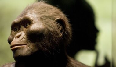 Había más de una especie de Australopithecus: nuevos fósiles revelan quién era el vecino de Lucy