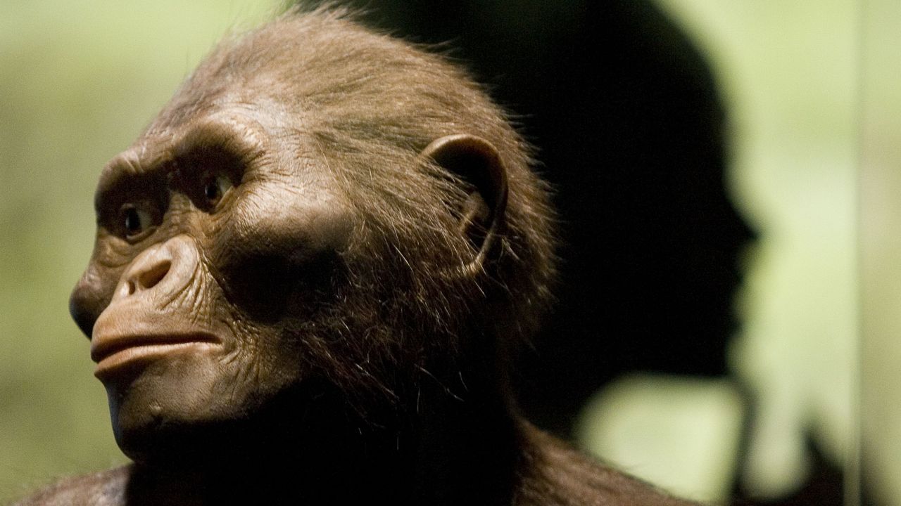 Había más de una especie de Australopithecus: nuevos fósiles revelan quién era el vecino de Lucy