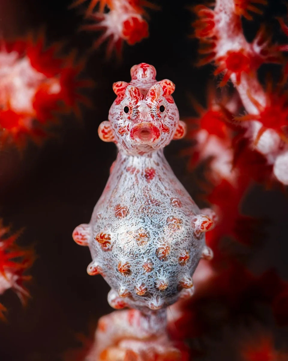 Un caballito de mar pigmeo camuflado en un abanico de mar gorgonia en el estrecho de Lembeh, Indonesia.
