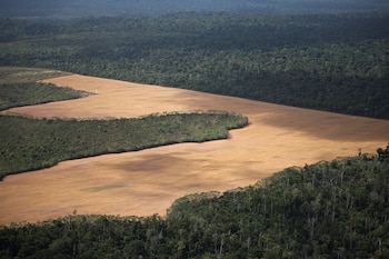 Vista aérea de una plantación