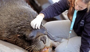 La gripe aviar reduce a la mitad la mayor población de elefantes marinos del mundo.