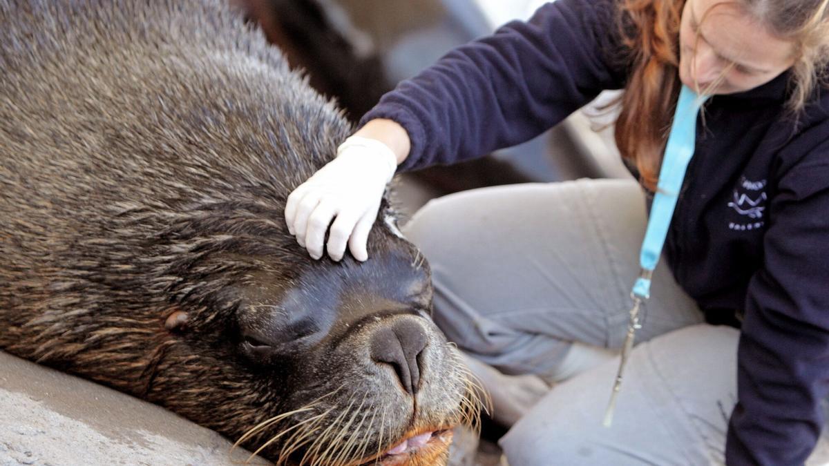 La gripe aviar reduce a la mitad la mayor población de elefantes marinos del mundo.