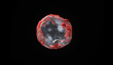 Reconstrucción 3D de una célula madre hematopoyética envejecida