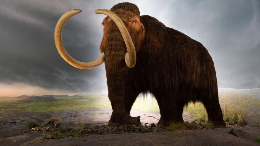 El ARN más antiguo del mundo, extraído de un mamut lanudo de hace 40.000 años