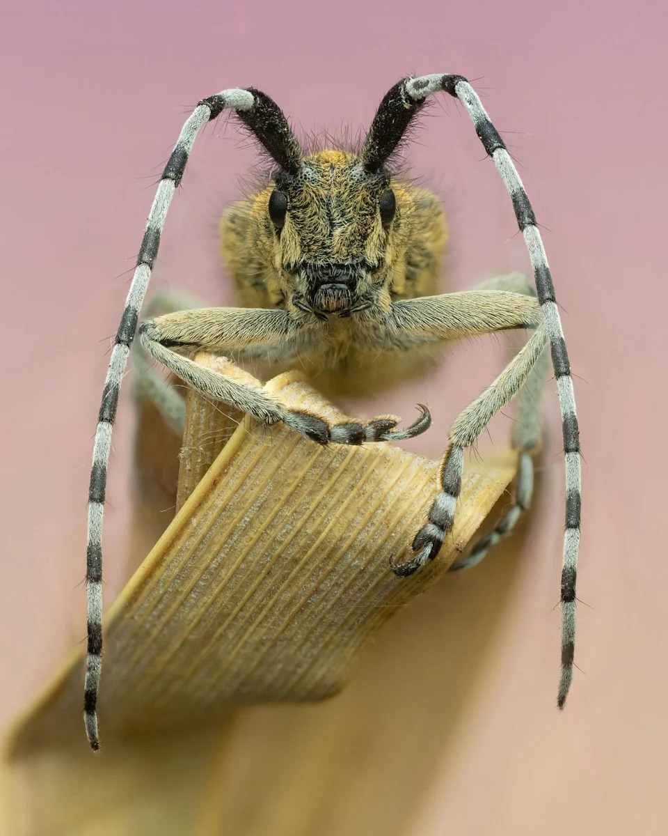 Un insecto con cuernos aparentemente largos posado sobre una hoja.