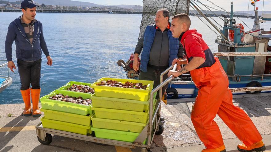 La volandeira regresa a Cambados pisando fuerte