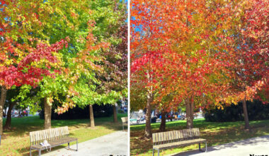 Otoño en la EHU - Campusa