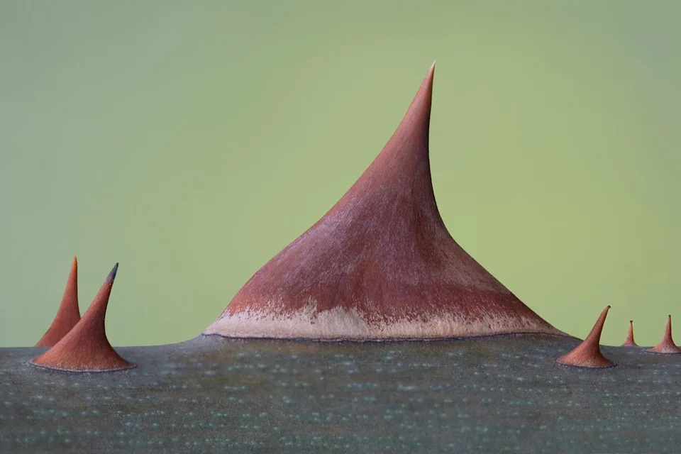 Primer plano de una sola espina de rosa.