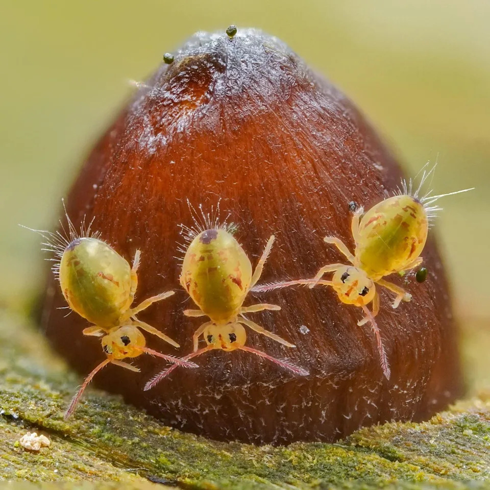 Tres nuevos insectos colémbolos: Concurso de fotografía de primer plano.