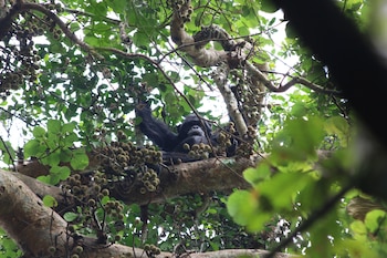 Los chimpancés pueden evaluar pruebas