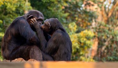 surgió hace 21 millones de años e incluso los daban los neandertales