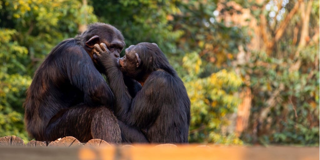 surgió hace 21 millones de años e incluso los daban los neandertales