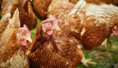 Castilla-La Mancha toma medidas propias para frenar la expansión de la gripe aviar: se han detectado varias grullas muertas en humedales | Sociedad