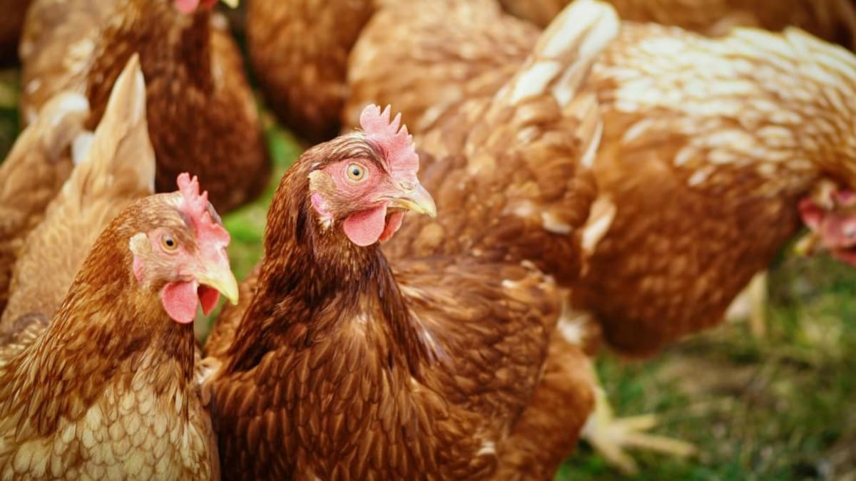 Castilla-La Mancha toma medidas propias para frenar la expansión de la gripe aviar: se han detectado varias grullas muertas en humedales | Sociedad