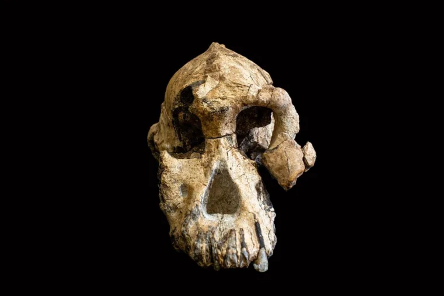 Lucy ya no está sola en el origen humano. Un pie fósil revela una especie desconocida que caminaba erguida junto a ella y obliga a reescribir nuestro árbol evolutivo