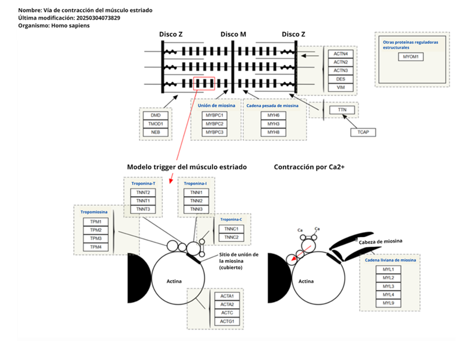 Figura 3. Ruta de contracción del músculo estriado (WP383).