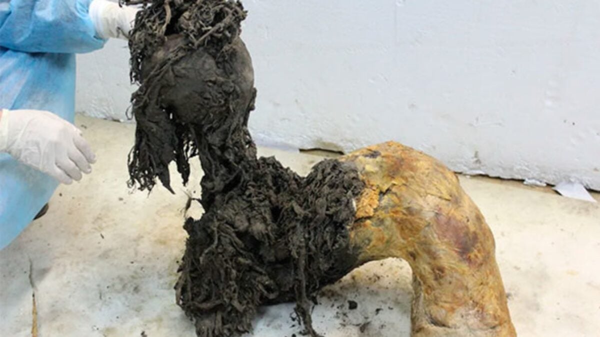 El secreto del ARN del mamut lanudo que cambia lo que sabíamos sobre los animales extintos