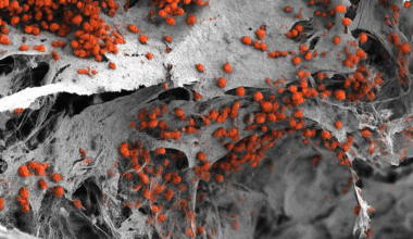 Fabrican un modelo de médula ósea completo a partir de células humanas