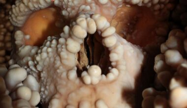 Las famosas narices neandertales, ni tan singulares ni adaptadas al frío