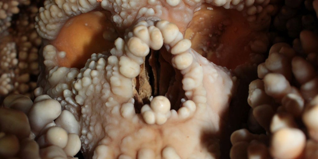 Las famosas narices neandertales, ni tan singulares ni adaptadas al frío