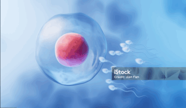 Revelan por primera vez un mecanismo esencial para el inicio de la vida en los vertebrados – DUPO – Diario de la Universidad Pablo de Olavide