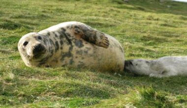 Leche de foca para crear leche de fórmula
