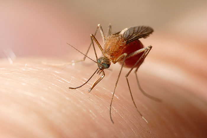El mosquito común es transmisor del virus Usutu.