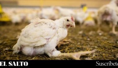 El Gobierno ordena confinar las explotaciones de aves de corral al aire libre por la gripe aviar - El Salto