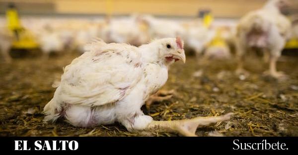 El Gobierno ordena confinar las explotaciones de aves de corral al aire libre por la gripe aviar - El Salto