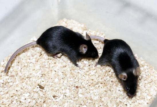 Los virus de la gripe aviar resisten la fiebre