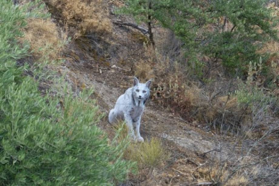 El fotógrafo andaluz Ángel Garrido Hidalgo captó en Jaén la primera imagen de un lince ibérico blanco, un hecho inédito que coincide con el mejor momento de conservación de la especie, tras su reclasificación en 2024 como “vulnerable” por la UICN.