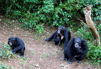 El estudio demuestra que los