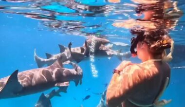 El increíble video de una figura del tenis nadando entre tiburones que recorre el mundo: “Un día más en la vida”