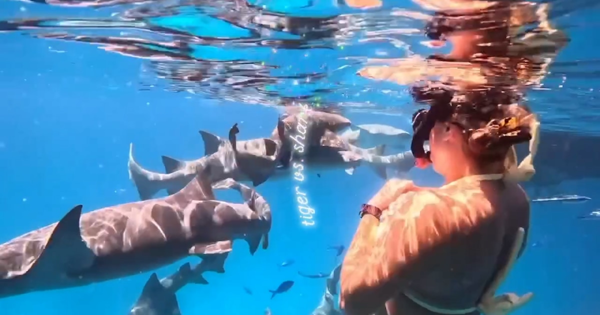 El increíble video de una figura del tenis nadando entre tiburones que recorre el mundo: “Un día más en la vida”
