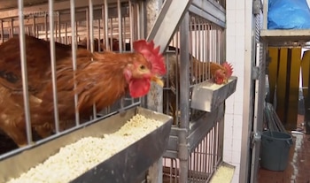 El gen PB1 de origen